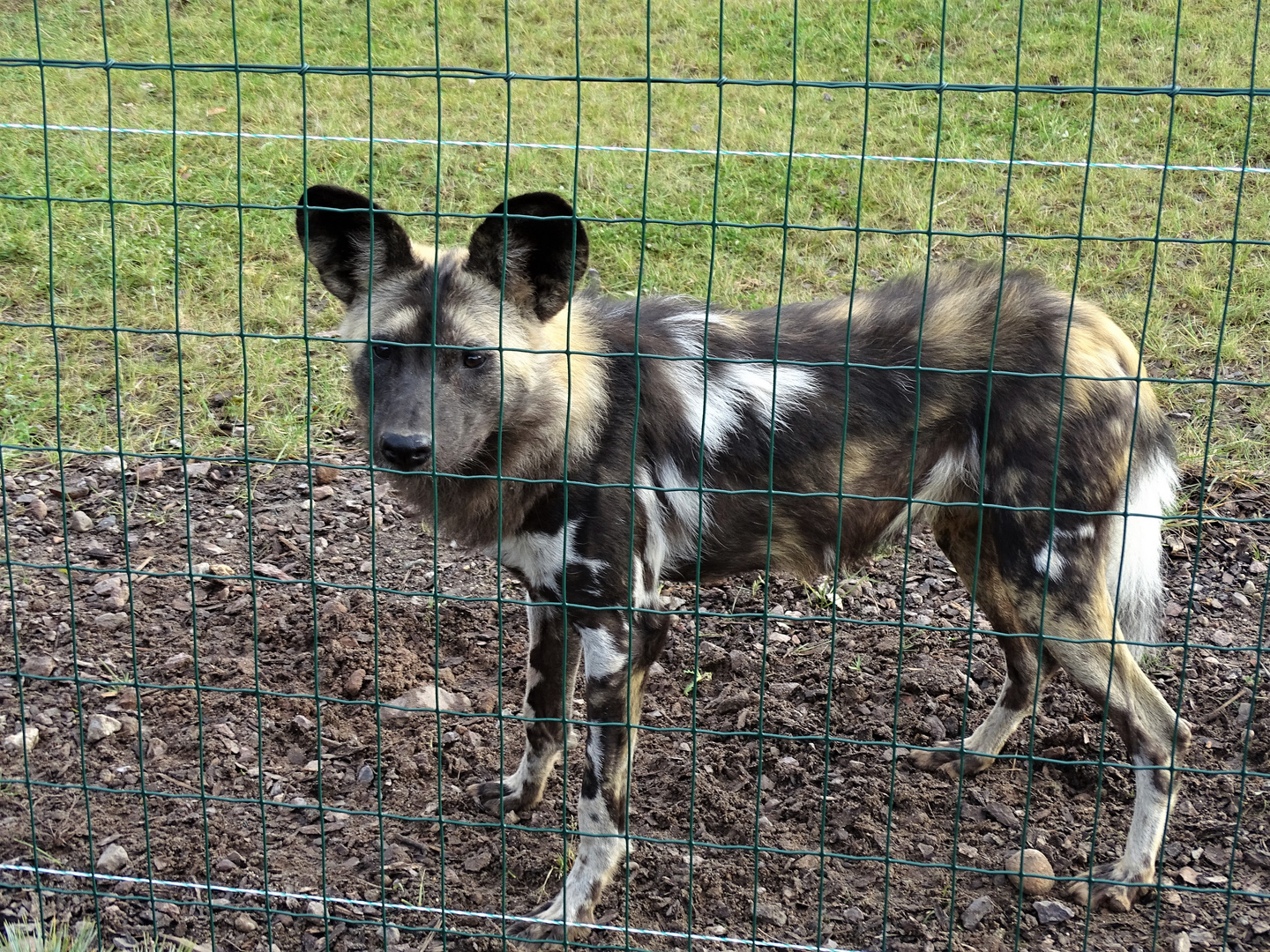 Afrikanische Wildhund (Lycaon pictus)