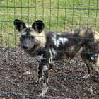 Afrikanische Wildhund (Lycaon pictus)