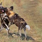 Afrikanische Wildhunde...