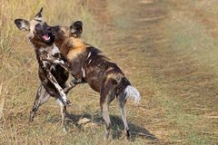 Afrikanische Wildhunde...