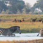 Afrikanische Wildhunde-1