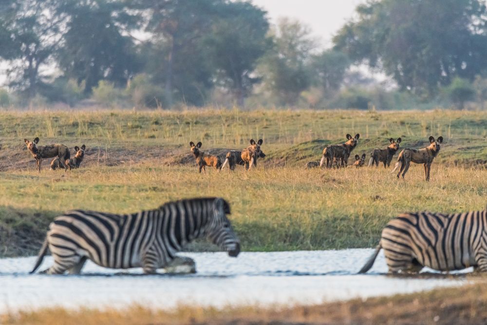 Afrikanische Wildhunde-1