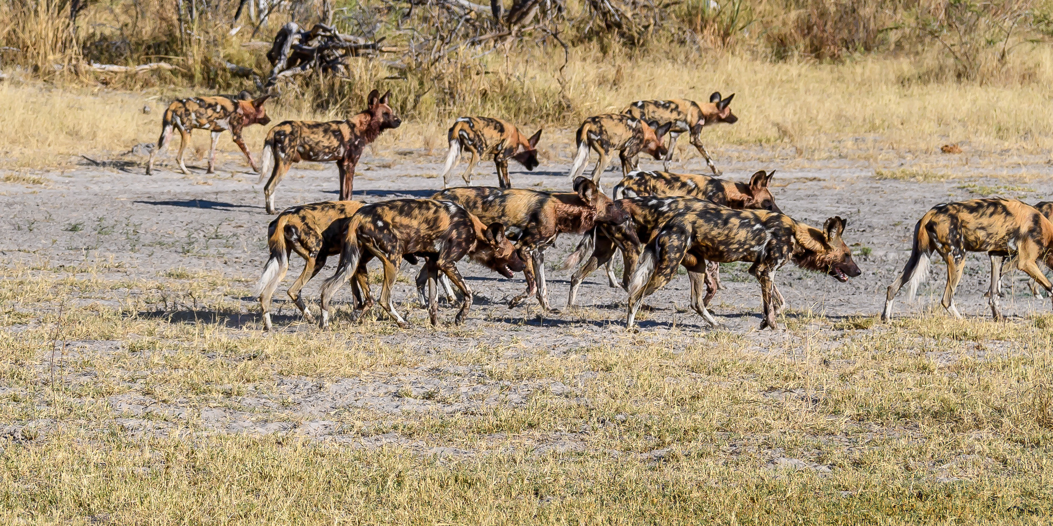 Afrikanische Wildhunde (1) (Lycaon pictus)...