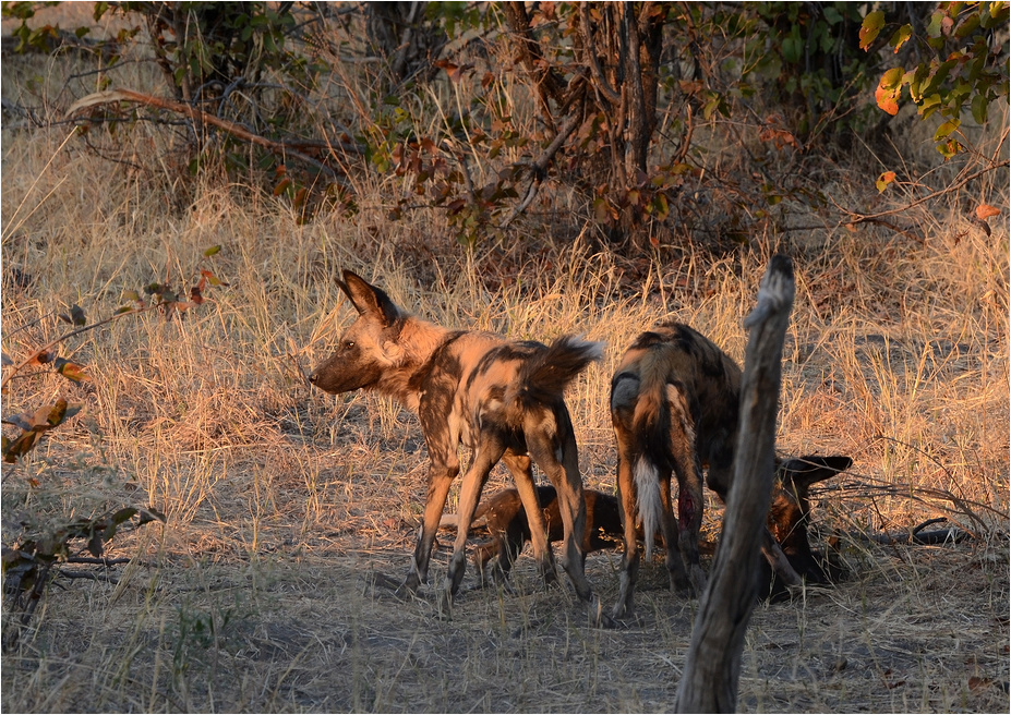 Afrikanische Wildhunde