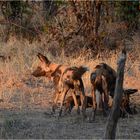 Afrikanische Wildhunde