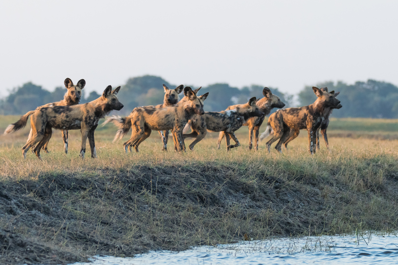 Afrikanische Wildhunde-2