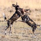 Afrikanische Wildhunde (2) (Lycaon pictus)