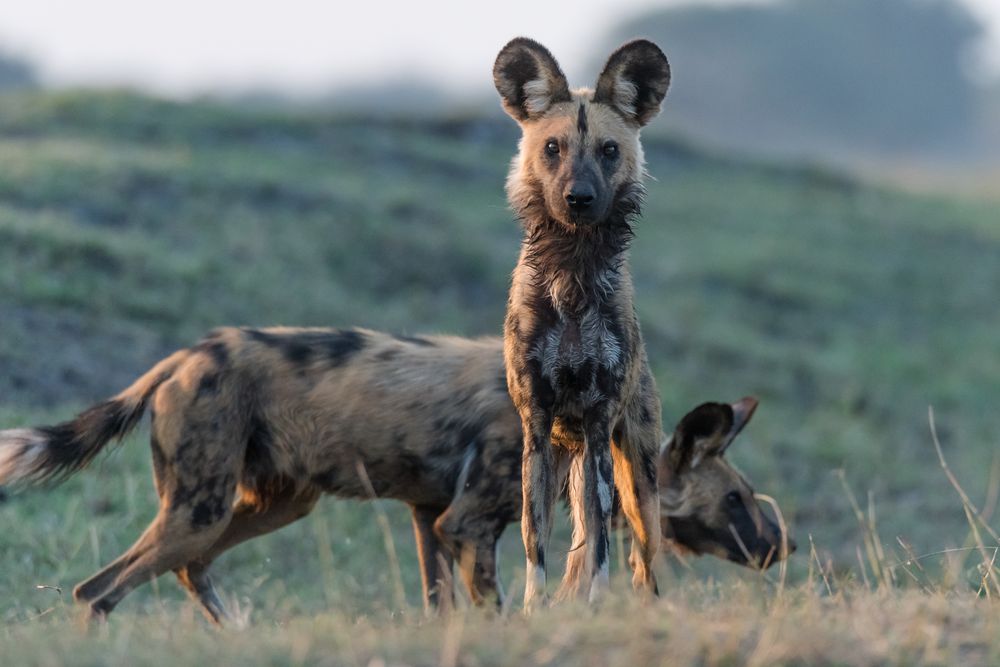 Afrikanische Wildhunde-3