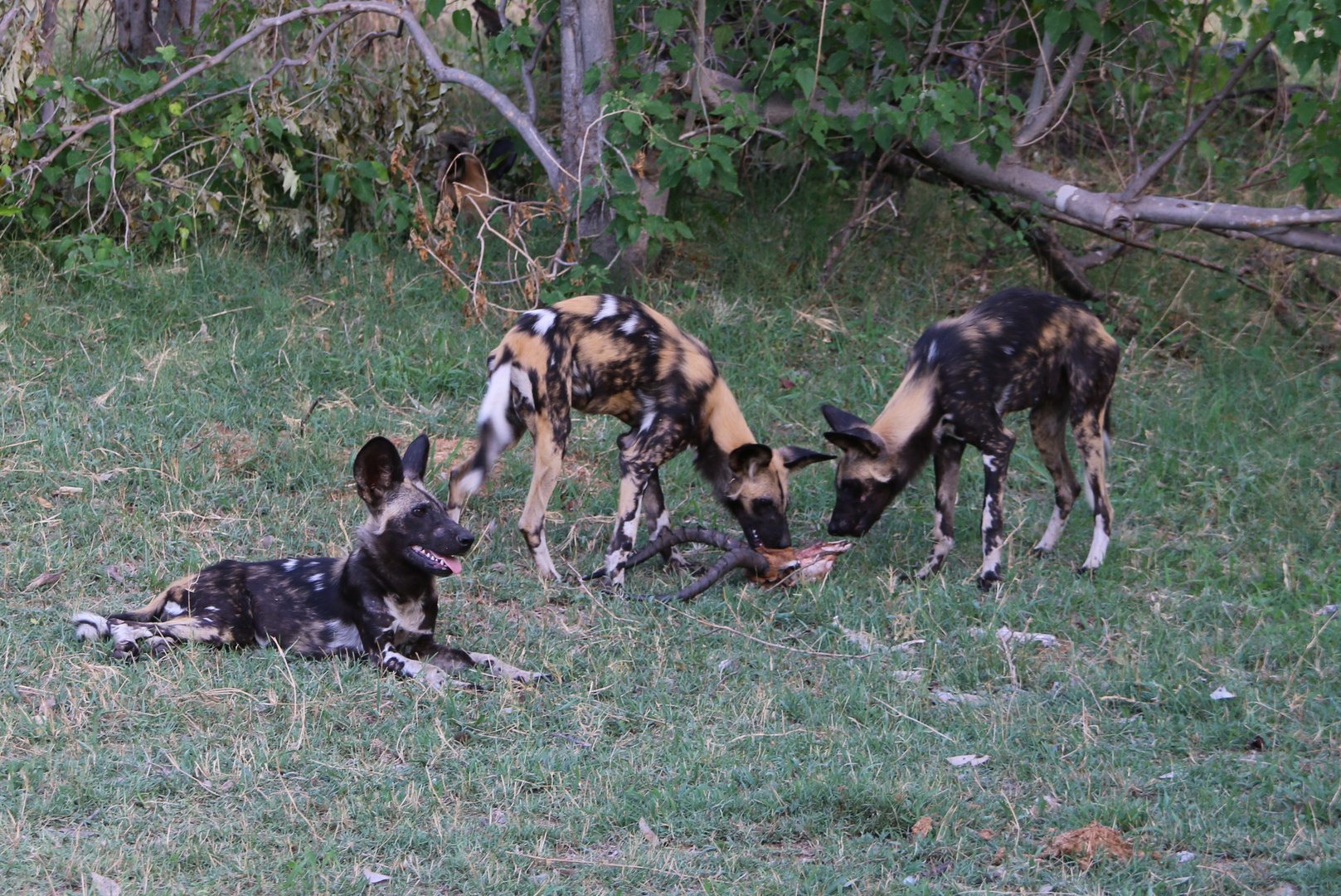 Afrikanische Wildhunde