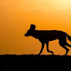 Afrikanische Wildhunde-4