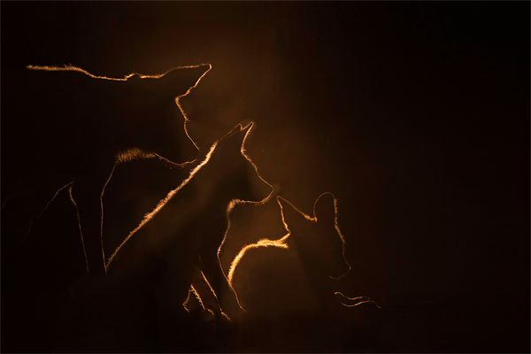 Afrikanische Wildhunde 