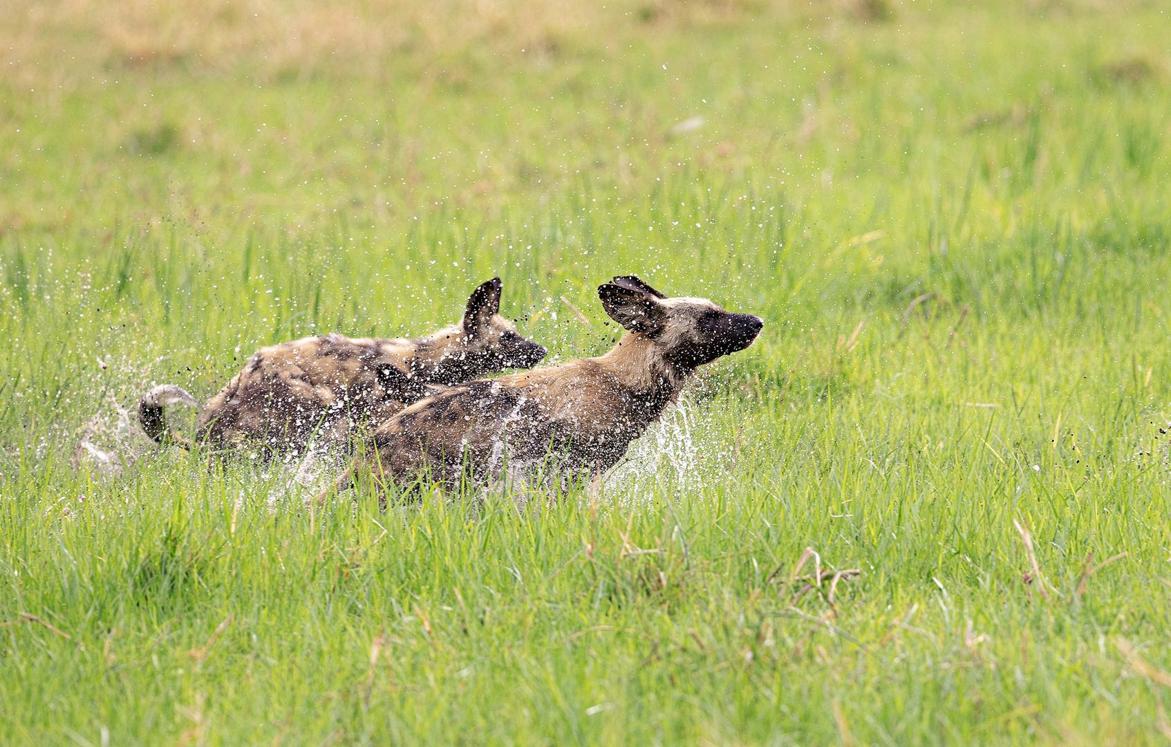 Afrikanische Wildhunde