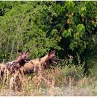 Afrikanische Wildhunde