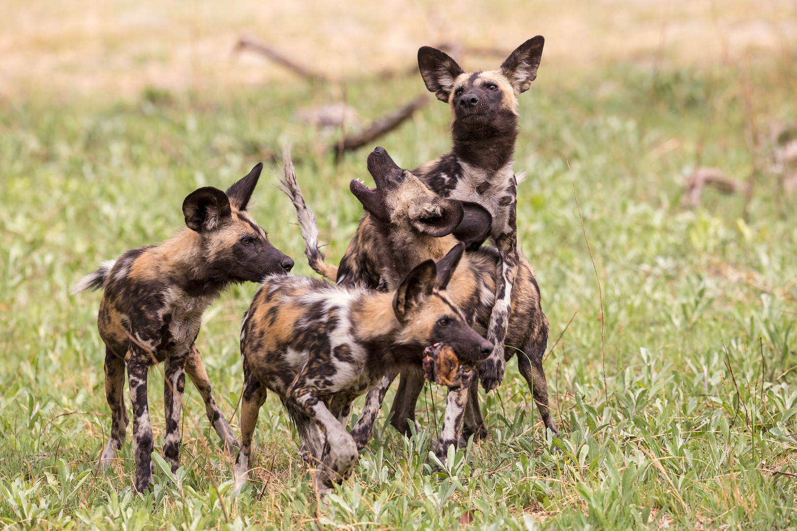 Afrikanische Wildhunde