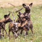 Afrikanische Wildhunde