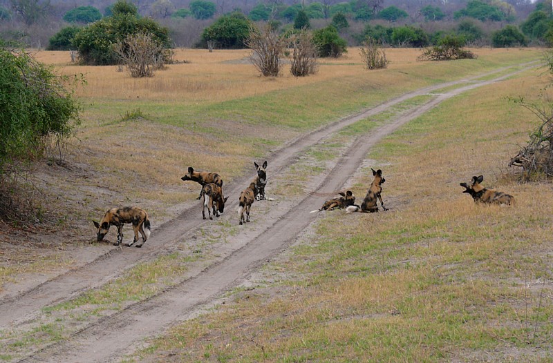 Afrikanische Wildhunde