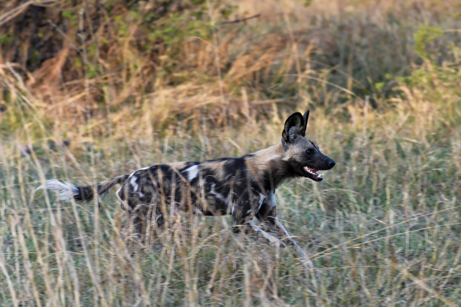 Afrikanische Wildhunde auf der Jagd