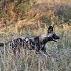 Afrikanische Wildhunde auf der Jagd