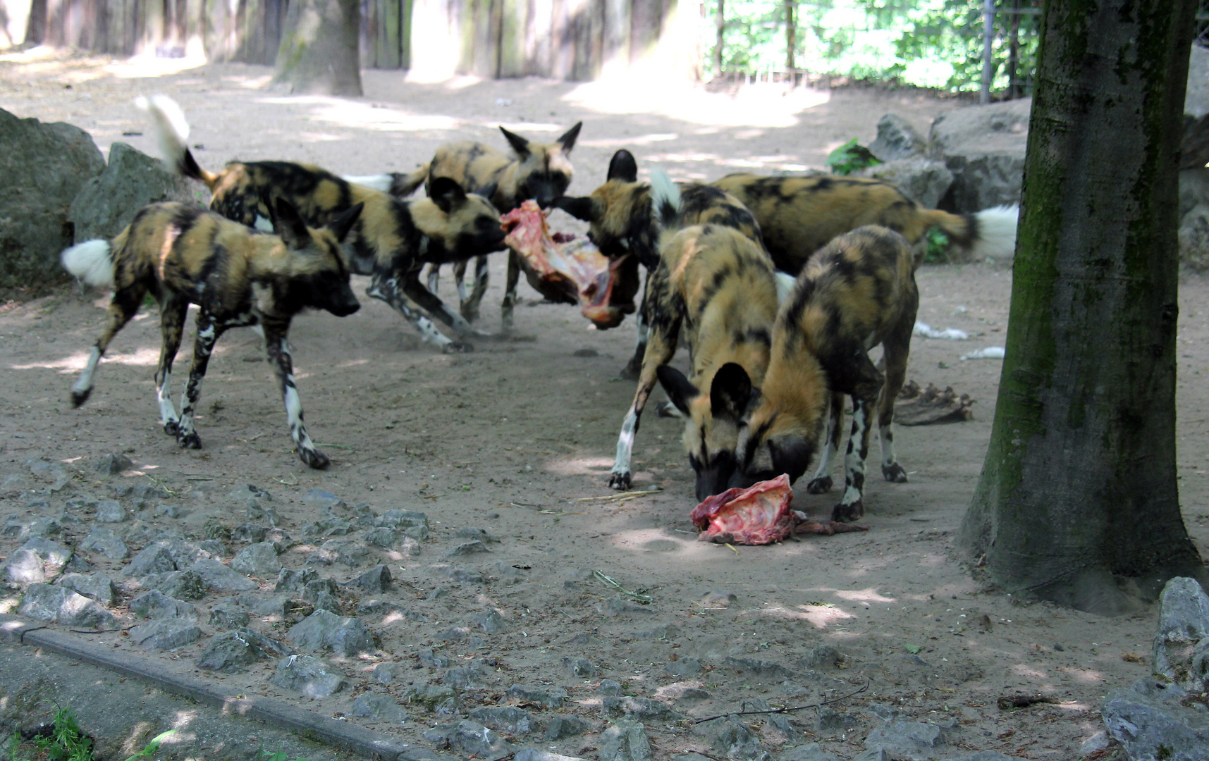 Afrikanische Wildhunde bei der Fütterung