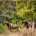 Afrikanische Wildhunde