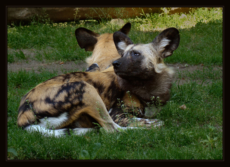 Afrikanische Wildhunde