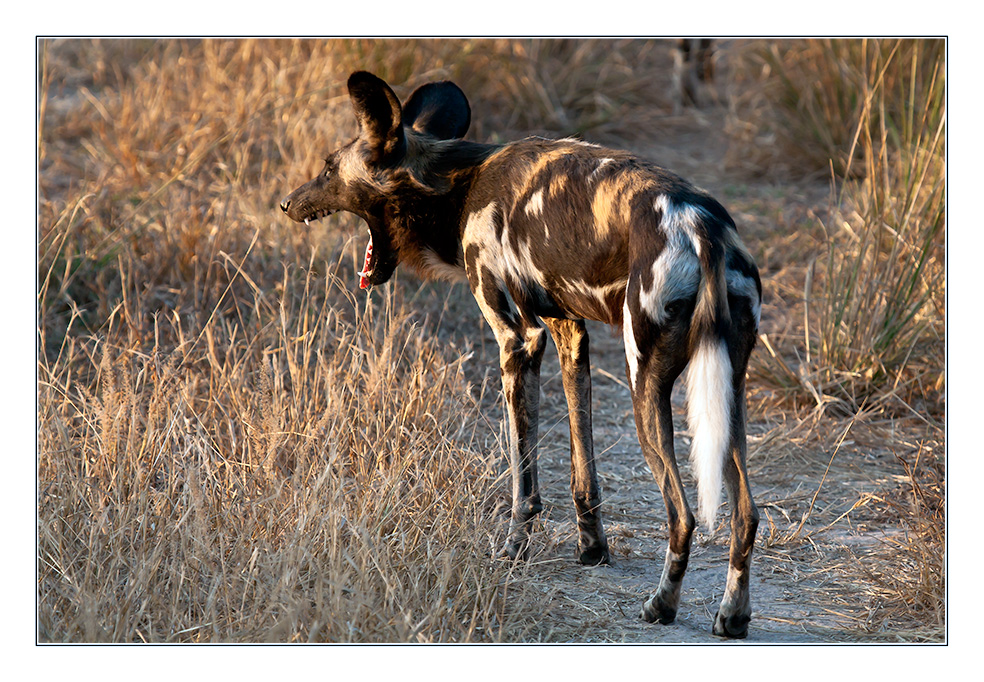 Afrikanische Wildhunde...