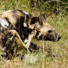 afrikanische Wildhunde im Krügerpark