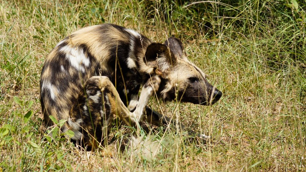 afrikanische Wildhunde im Krügerpark