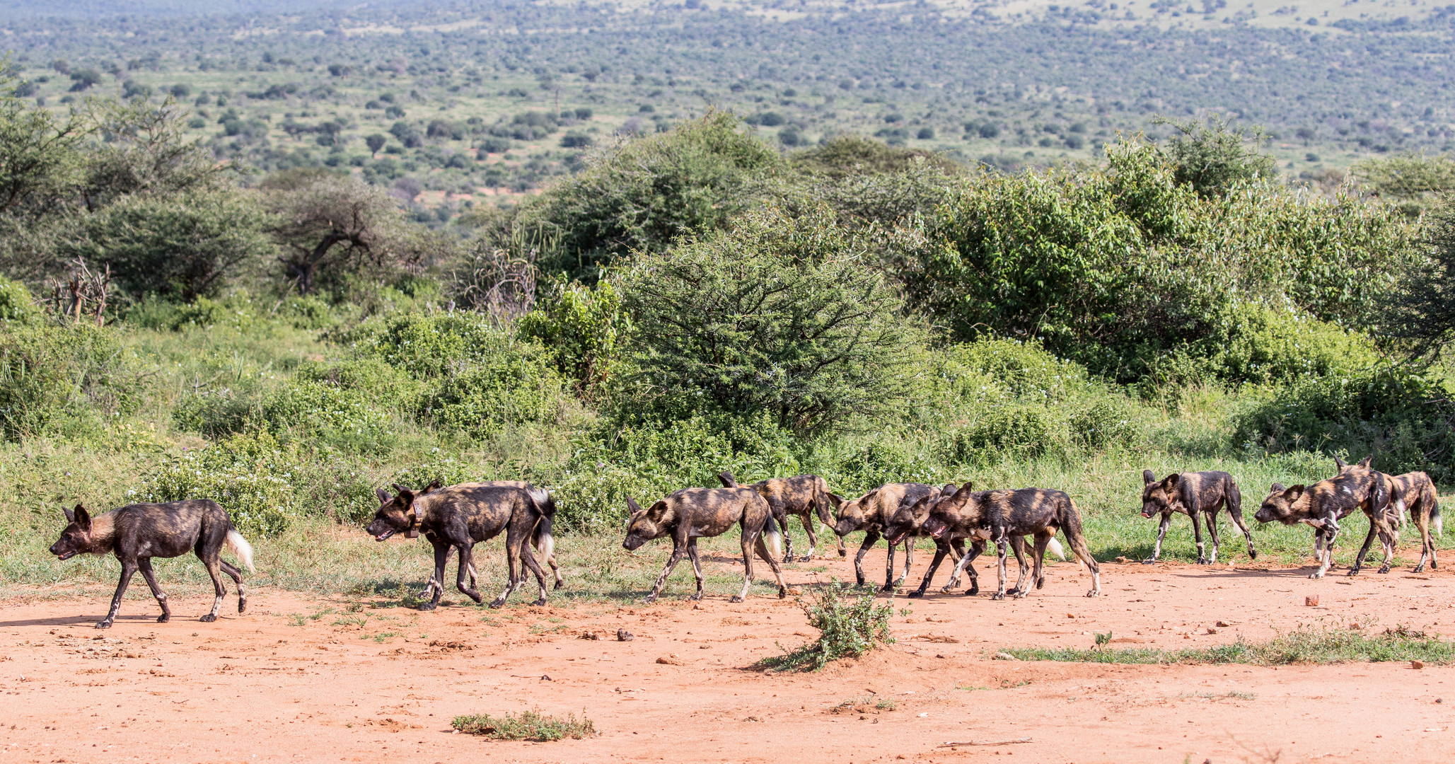 Afrikanische Wildhunde in Kenia 