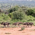 Afrikanische Wildhunde in Kenia 