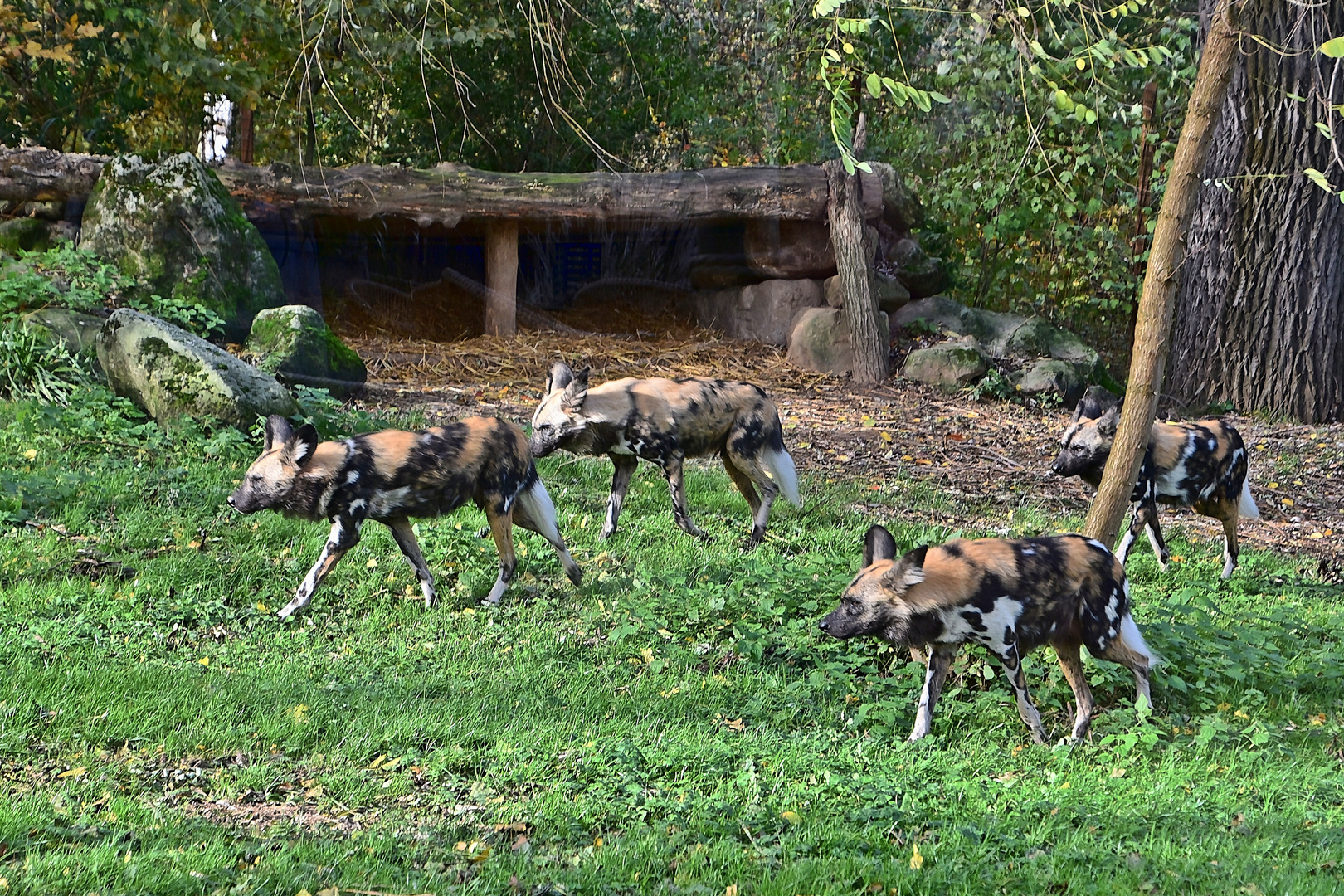 Afrikanische Wildhunde (Lycaon pictus)