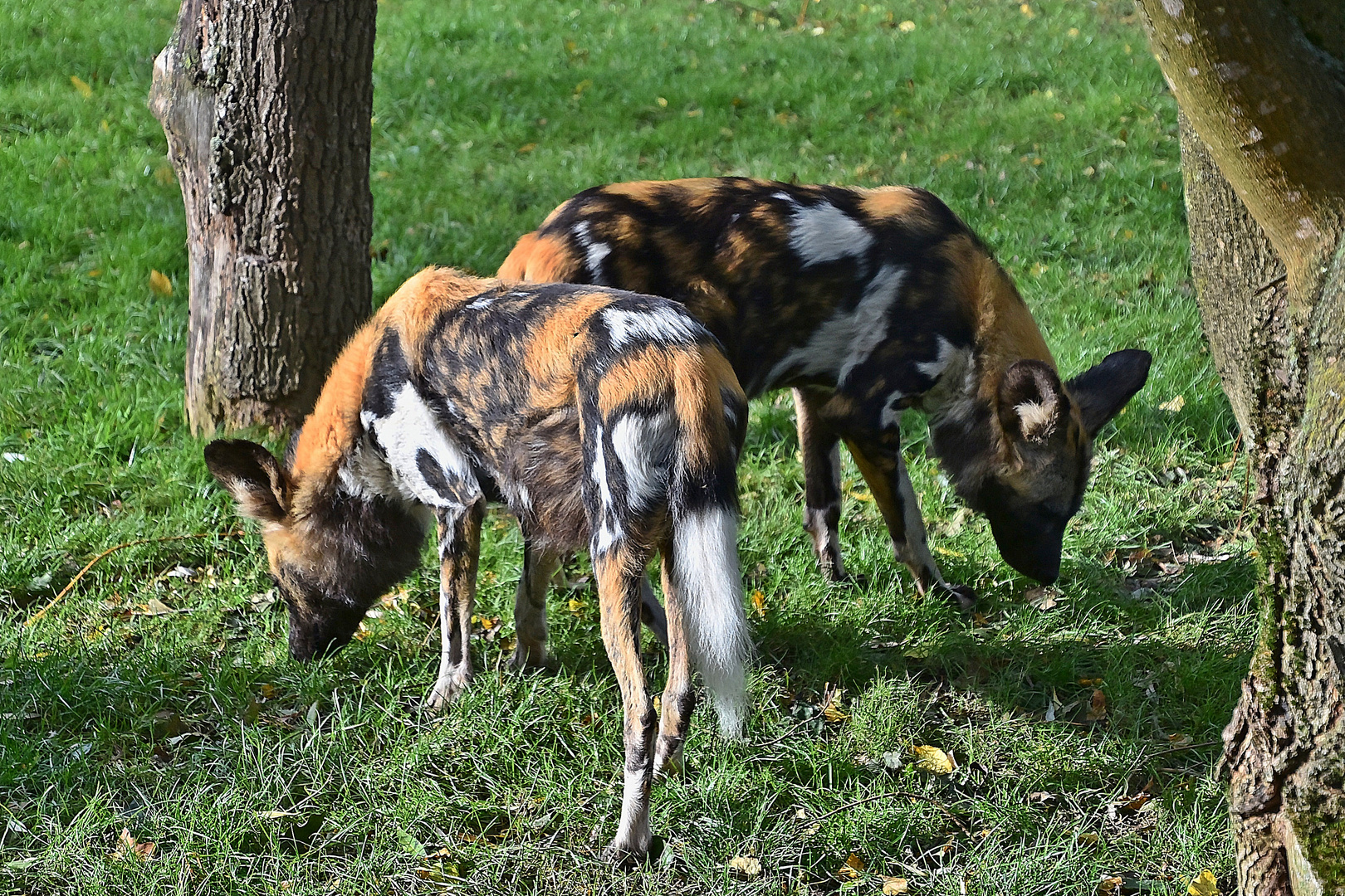 Afrikanische Wildhunde (Lycaon pictus) 