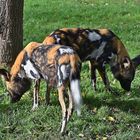 Afrikanische Wildhunde (Lycaon pictus) 