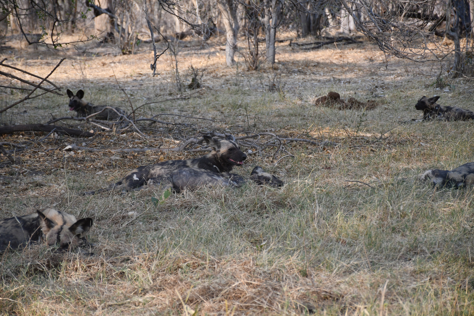 Afrikanische Wildhunde, Moremi, Botswana.