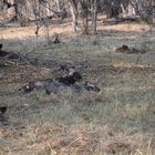 Afrikanische Wildhunde, Moremi, Botswana.