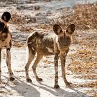 Afrikanische Wildhunde / North Luangwa NP / 15.06.2013