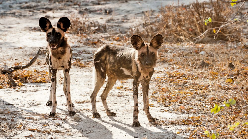 Afrikanische Wildhunde / North Luangwa NP / 15.06.2013