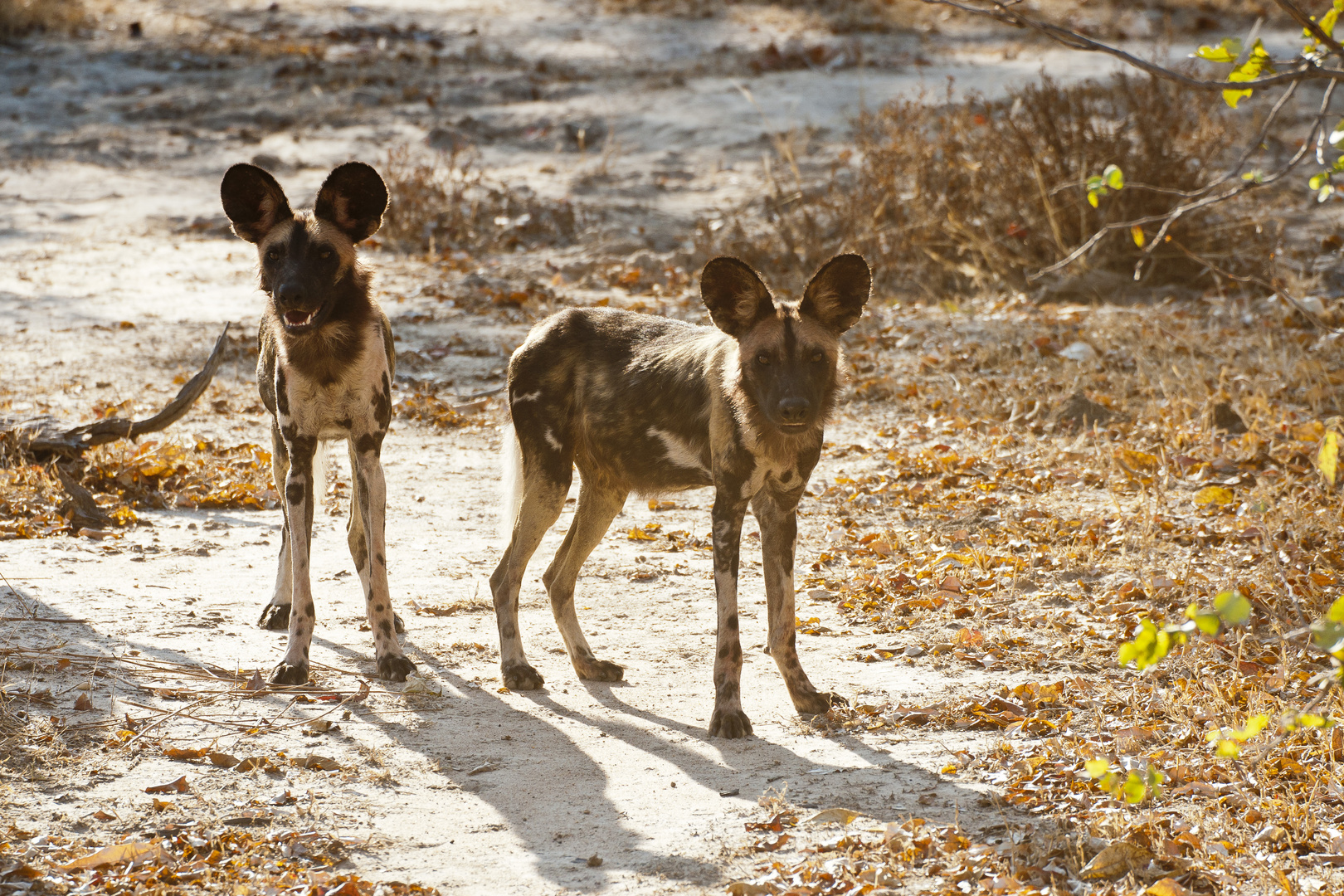 Afrikanische Wildhunde / Sambia / North Lunagwa / 15.06.2013