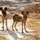 Afrikanische Wildhunde / Sambia / North Lunagwa / 15.06.2013