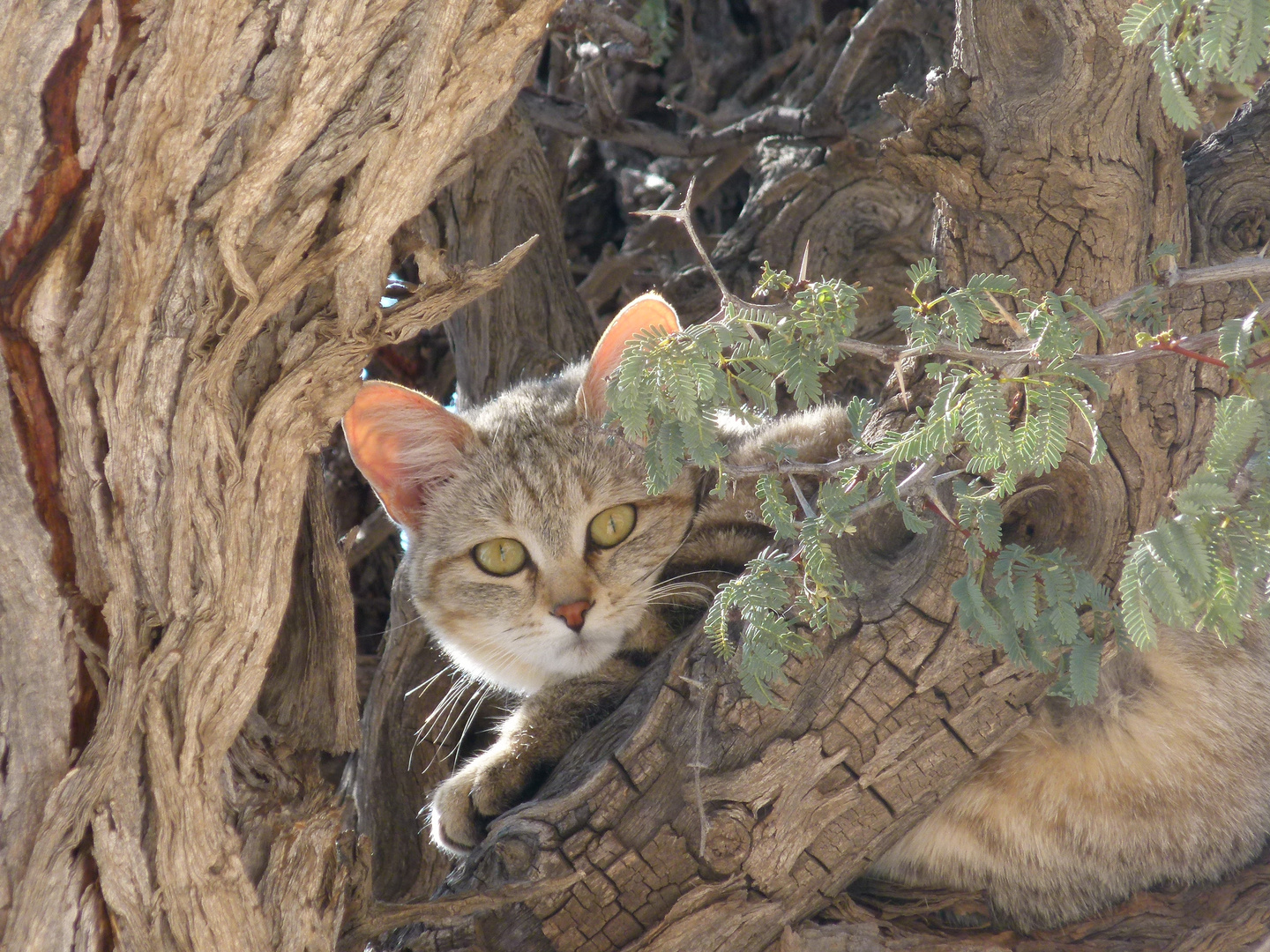 Afrikanische Wildkatze