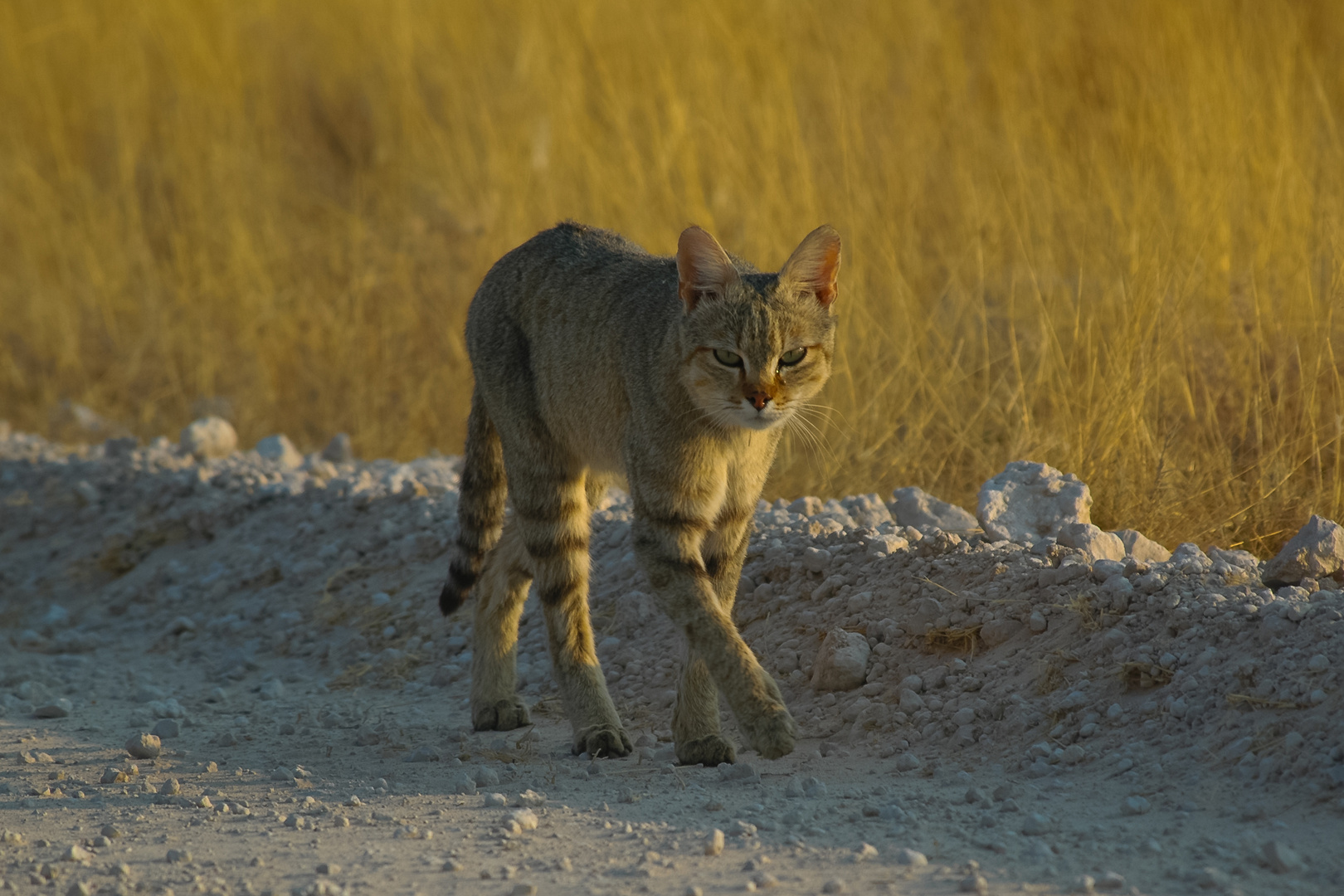 Afrikanische Wildkatze