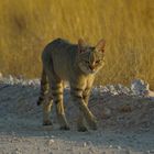 Afrikanische Wildkatze