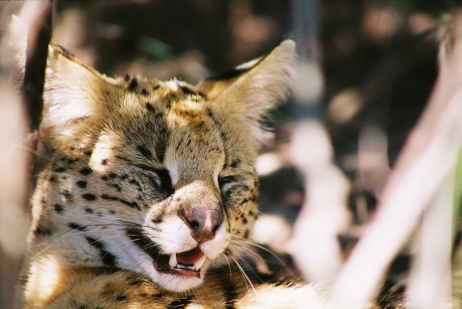 Afrikanische Wildkatze