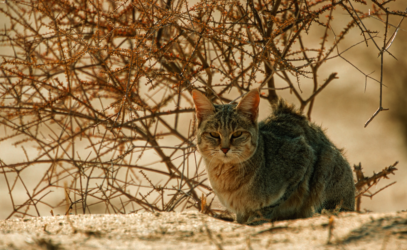 Afrikanische Wildkatze - Felis silvestris cafra