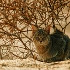 Afrikanische Wildkatze - Felis silvestris cafra