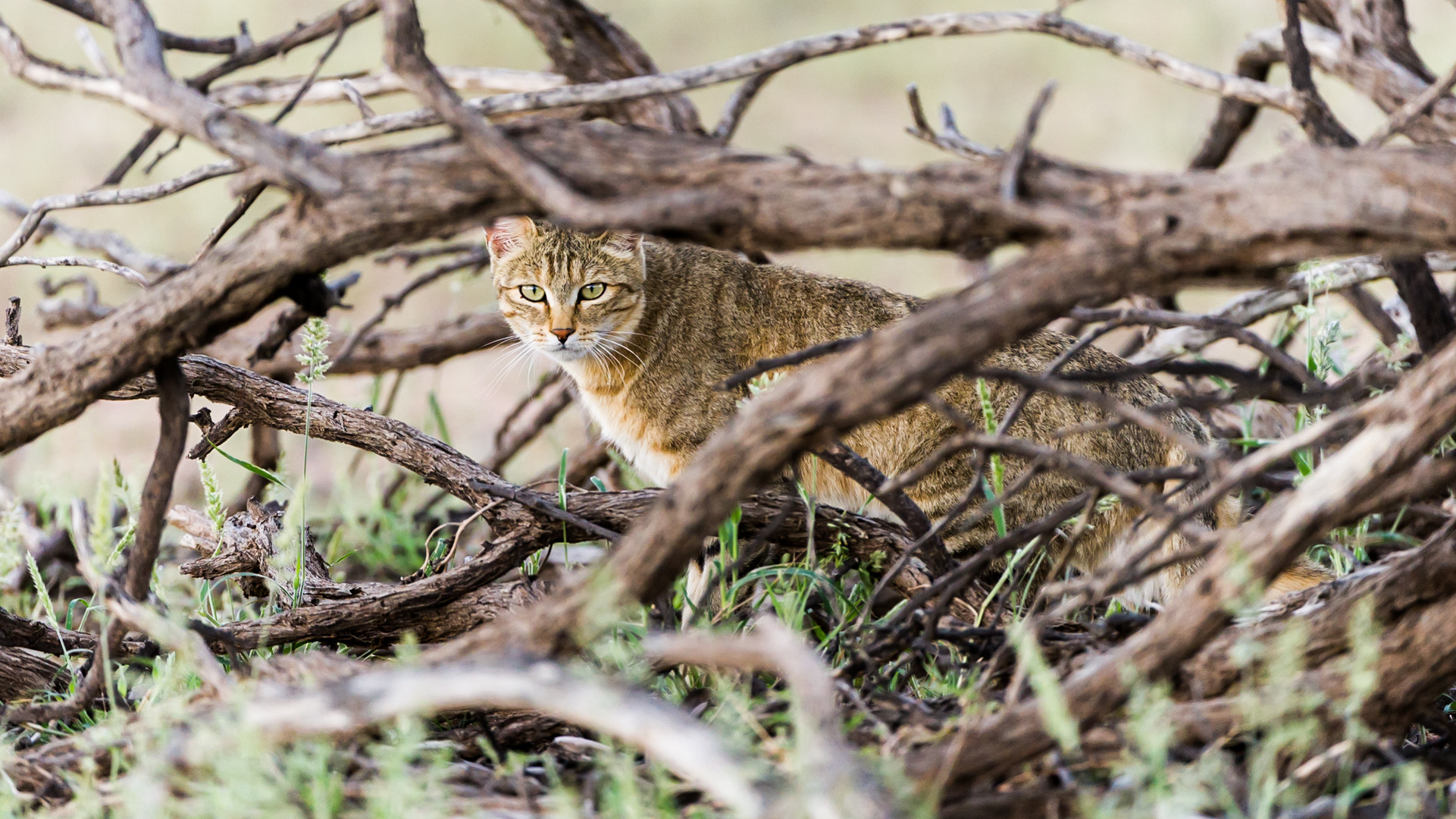 Afrikanische Wildkatze im Unterholz