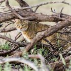 Afrikanische Wildkatze im Unterholz