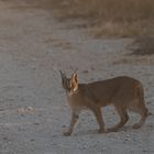 Afrikanische Wildkatze Karakal