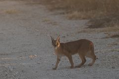 Afrikanische Wildkatze Karakal