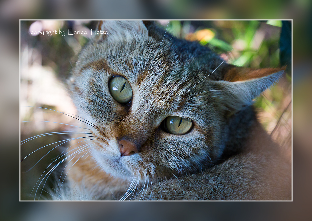 Afrikanische Wildkatze, Tenikwa Wildlife Awareness Centre SA